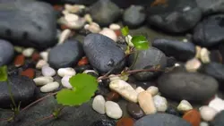 روغن براهمی