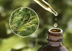 روغن درخت چای