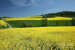 روغن کلزا یا کانولا