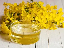 روغن کلزا یا کانولا