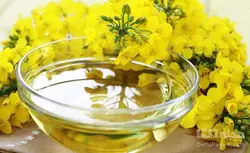 روغن کلزا یا کانولا