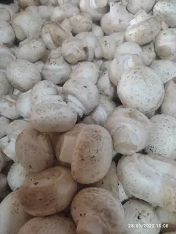 قارچ دکمه‌ ای کامل
