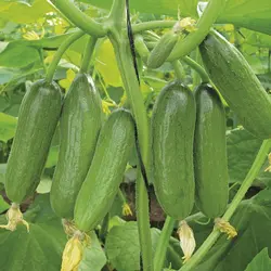 خیارسبز مینی