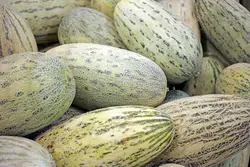 خربزه افغان کوچک(1.5کیلوگرم+-200گرم)