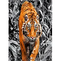 پازل 1000 قطعه Tiger