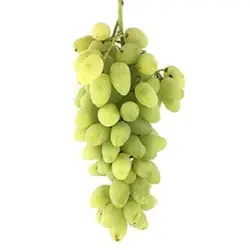 انگور ریش بابا