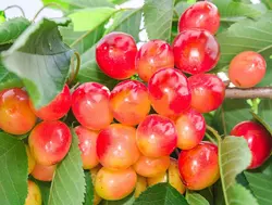 گیلاس سفید درجه یک - 1 کیلوگرم