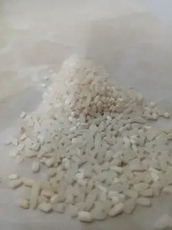 نیم دانه شیرودی (خرید مستقیم از کشاورز)