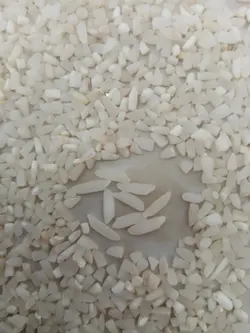 نیم دانه شیرودی (خرید مستقیم از کشاورز)