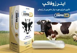 بلوس اینر گاوی (بسته ی 12 عددی)