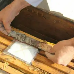 ژل پادمایت (فروش بسته ی 10 عددی) - فروشگاه اینترنتی آژنددام