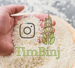 طارم محلی کشت اول | تیم بینج | طارم محلی کشت اول