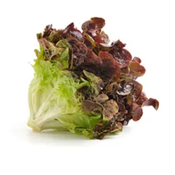 کاهو فرانسوی