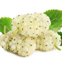 توت سفید