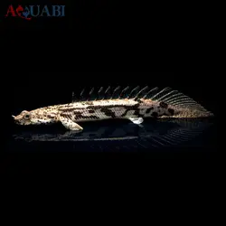 ماهی پولی اندیچری | قیمت و خرید