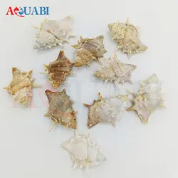صدف دریایی خاردار کلکسیونی (پک 10 عددی)