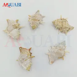 صدف دریایی خاردار کلکسیونی (پک 5 عددی)