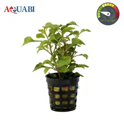 کپسول دی اکسید کربن آکواریوم ۳ لیتری