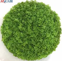 چمن آکواریومی همیانتوس کوبایی یا اشک بچه