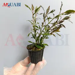 نور آکواریم و تراریوم SD-6w سوبو SOBO LED Clip Lamp