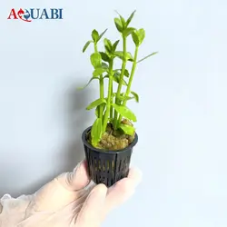 باکوپا درشت (خرفه ای)