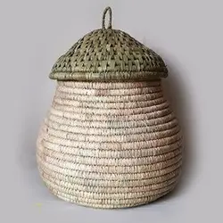 بلوط آرایشی