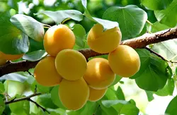 نهال زردآلو شکر پاره