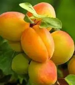 نهال زردآلو قربان