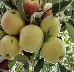 نهال سیب گلاب سفید (عروس)