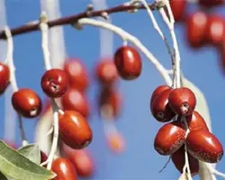 نهال سنجد عنابی