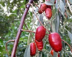 نهال سنجد حاج حسینی