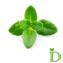 دمنوش آویشن شیرازی