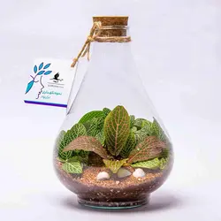 تراریوم شیشه ای مینی پوپک (مدل ساده یا آباژوردار)