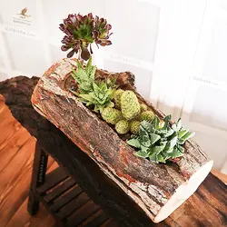 گلدان تنه درختی کاکتوس طبیعی
