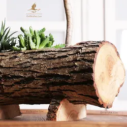 گلدان تنه درختی کاکتوس طبیعی