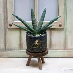 گلدان گیاه سانسوریا مدل بونسل و نیزه ای