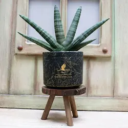 گلدان گیاه سانسوریا مدل بونسل و نیزه ای