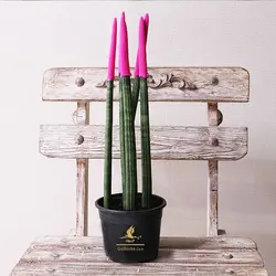 گلدان گیاه سانسوریا مدل بونسل و نیزه ای