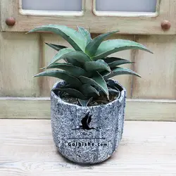 گلدان سانسوریا مدل سامورایی