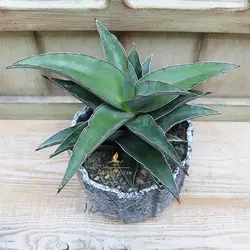 گلدان سانسوریا مدل سامورایی