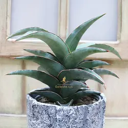 گلدان سانسوریا مدل سامورایی