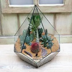 تراریوم کاکتوس مدل پاتاگونیا