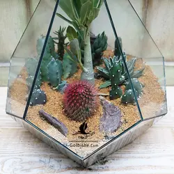 تراریوم کاکتوس مدل پاتاگونیا