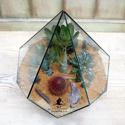 تراریوم کاکتوس مدل پاتاگونیا