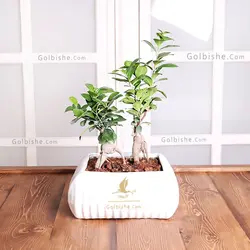 گلدان گیاه بونسای فیکوس (دو قلو)