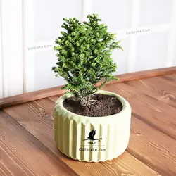 بونسای کاج کریپتومریا