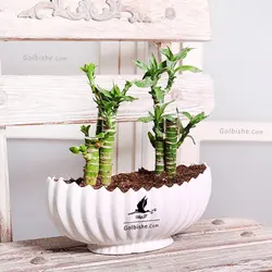 گلدان گیاه بامبو لوتوس خاکی
