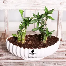 گلدان گیاه بامبو لوتوس خاکی
