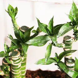 گلدان گیاه بامبو لوتوس خاکی