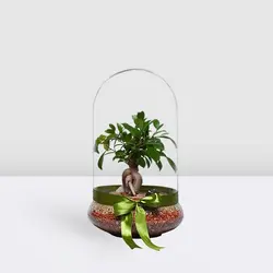 تراریوم بونسای فیکوس جینسینگ